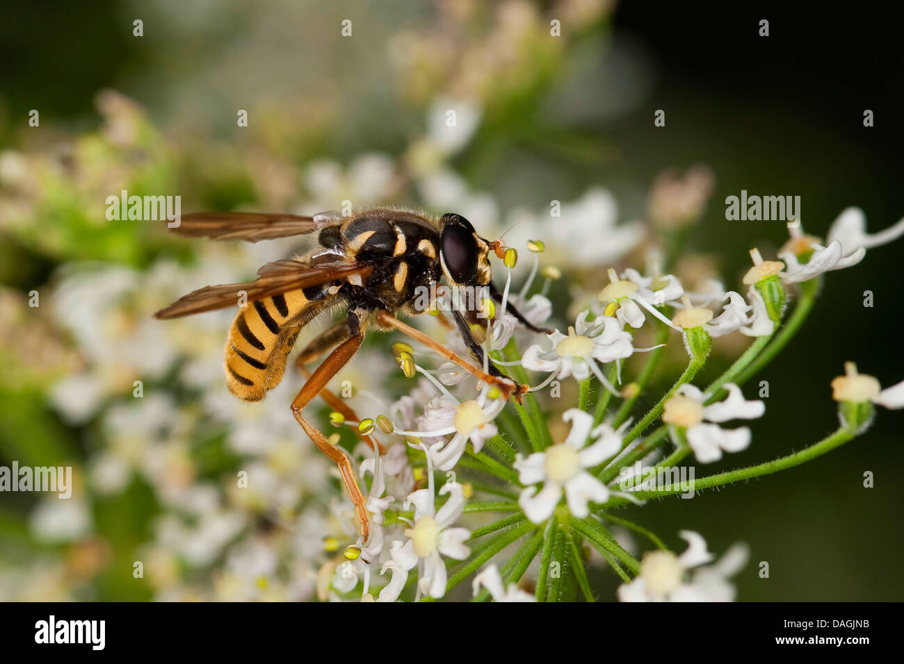 Hover fly (Temnostoma vespiforme), on flowers of an umbellifer, Germany Stock Photo