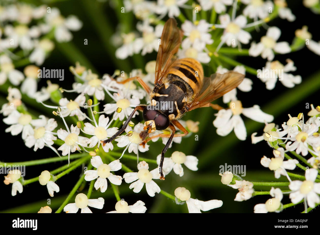 Hover fly (Temnostoma vespiforme), on flowers of an umbellifer, Germany Stock Photo