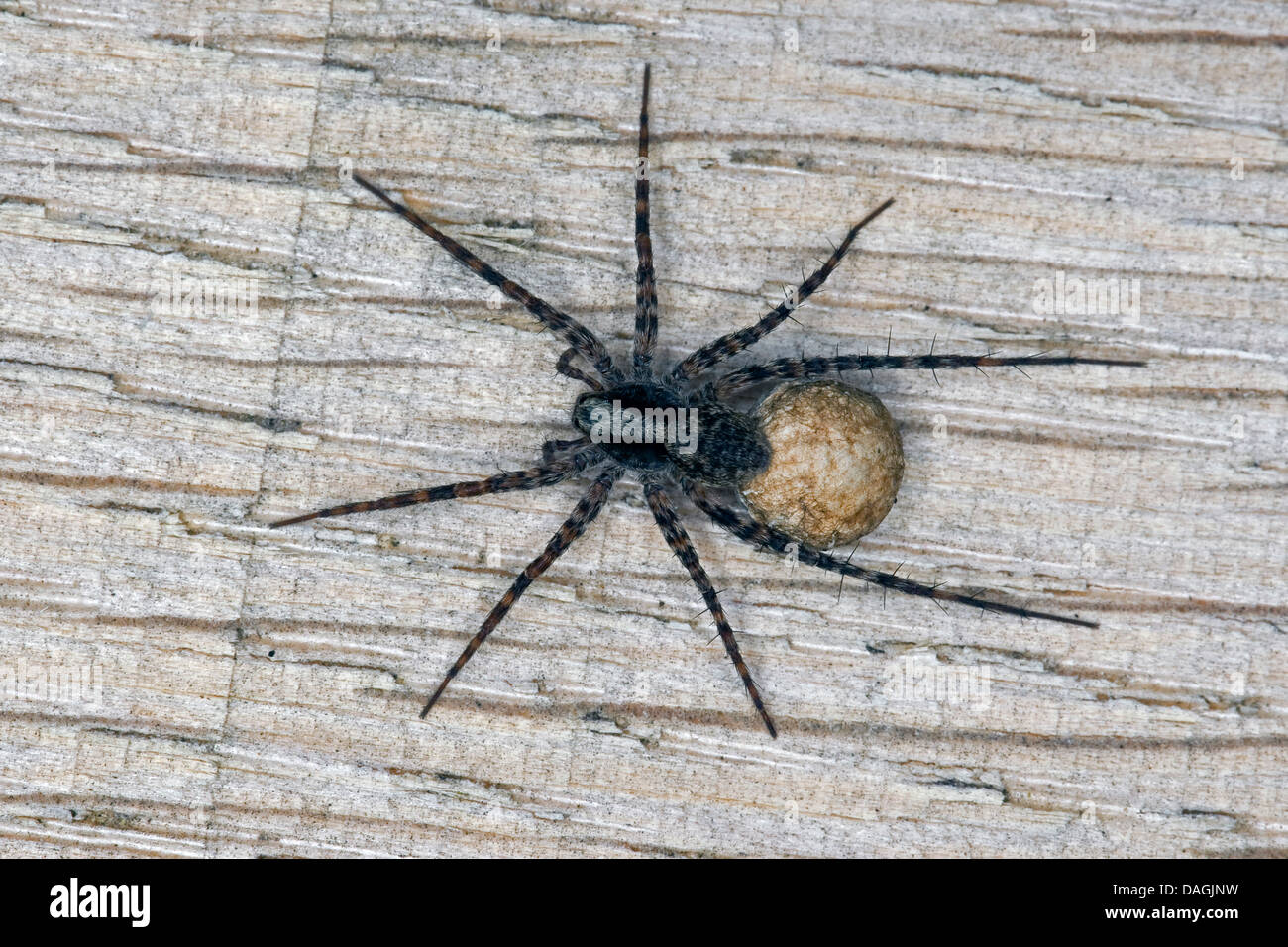 Wolf spiders, Wolf spiders (Pardosa lugubris s. l.), female with cocoon on her back, Germany Stock Photo