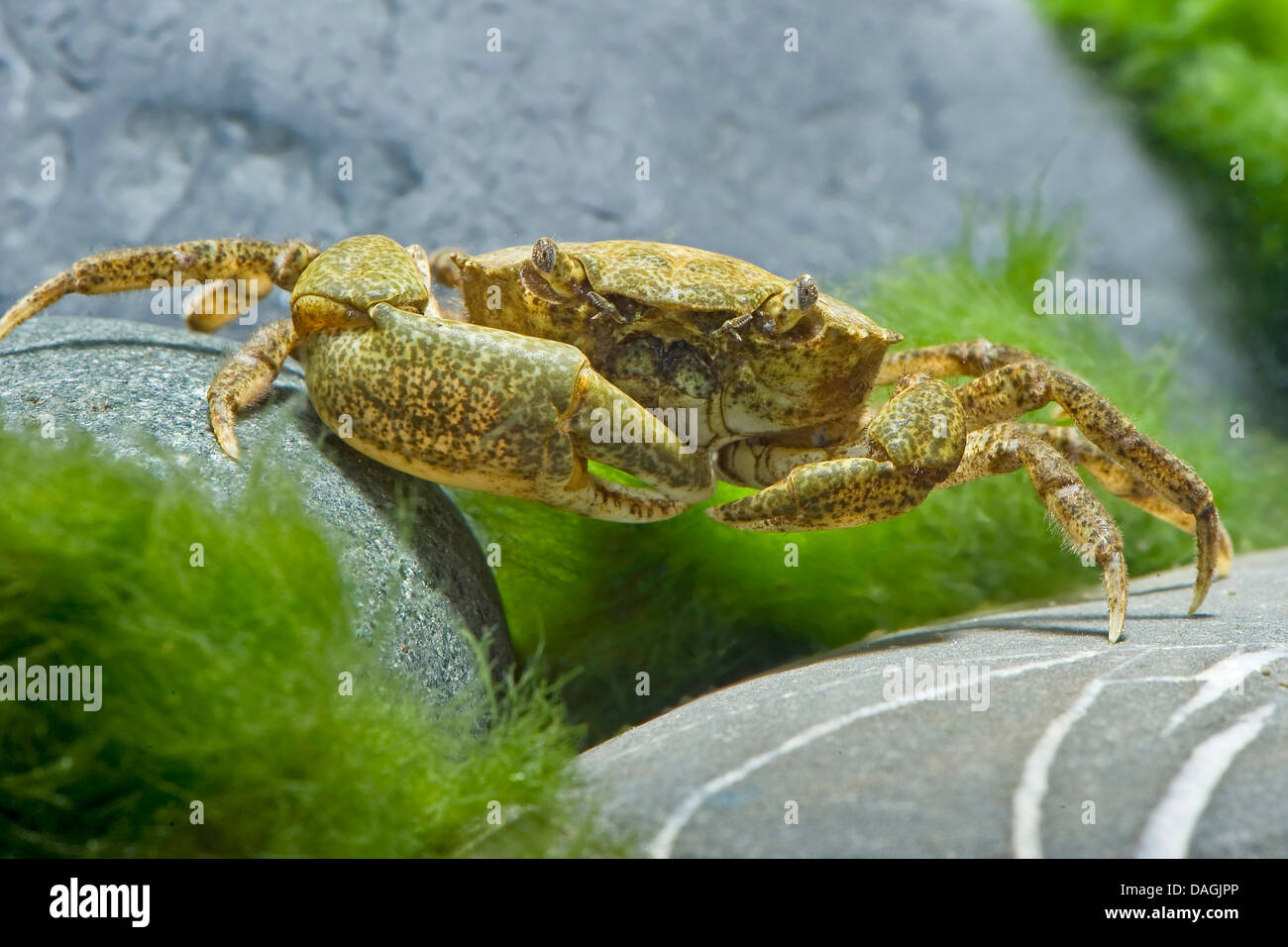 king crab, red king crab, Alaskan king crab, Alaskan king stone crab (Japanese crab, Kamchatka crab, Russian crab) (Paralithodes camtschaticus), in terrarium Stock Photo