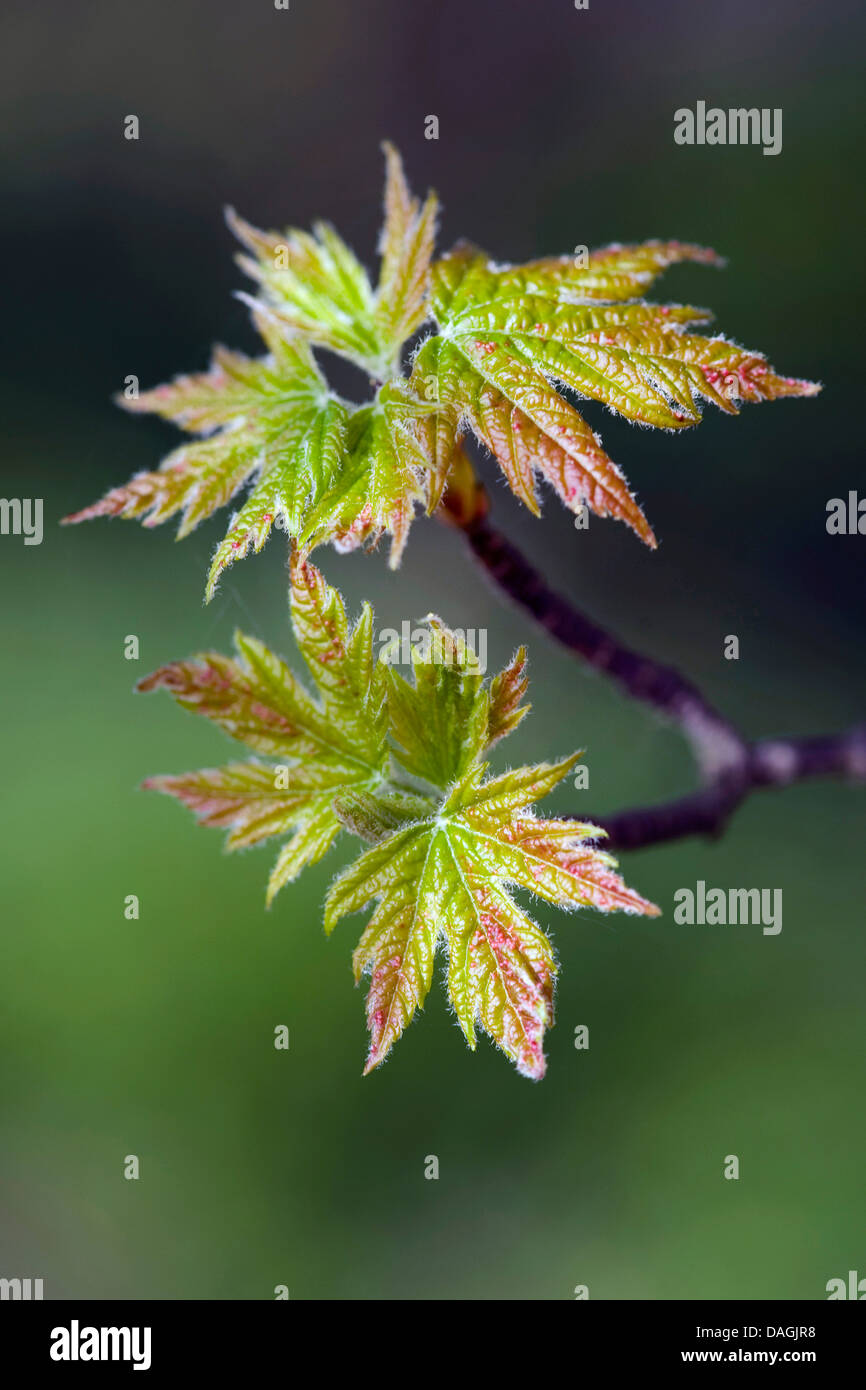 silver maple, white maple, bird's eye maple (Acer saccharinum), leaf shoots, Germany Stock Photo