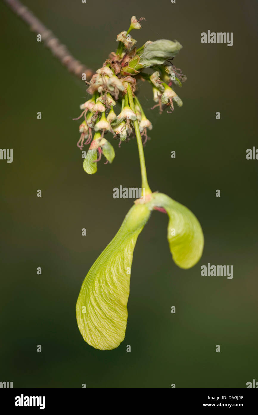 silver maple, white maple, bird's eye maple (Acer saccharinum), fruit