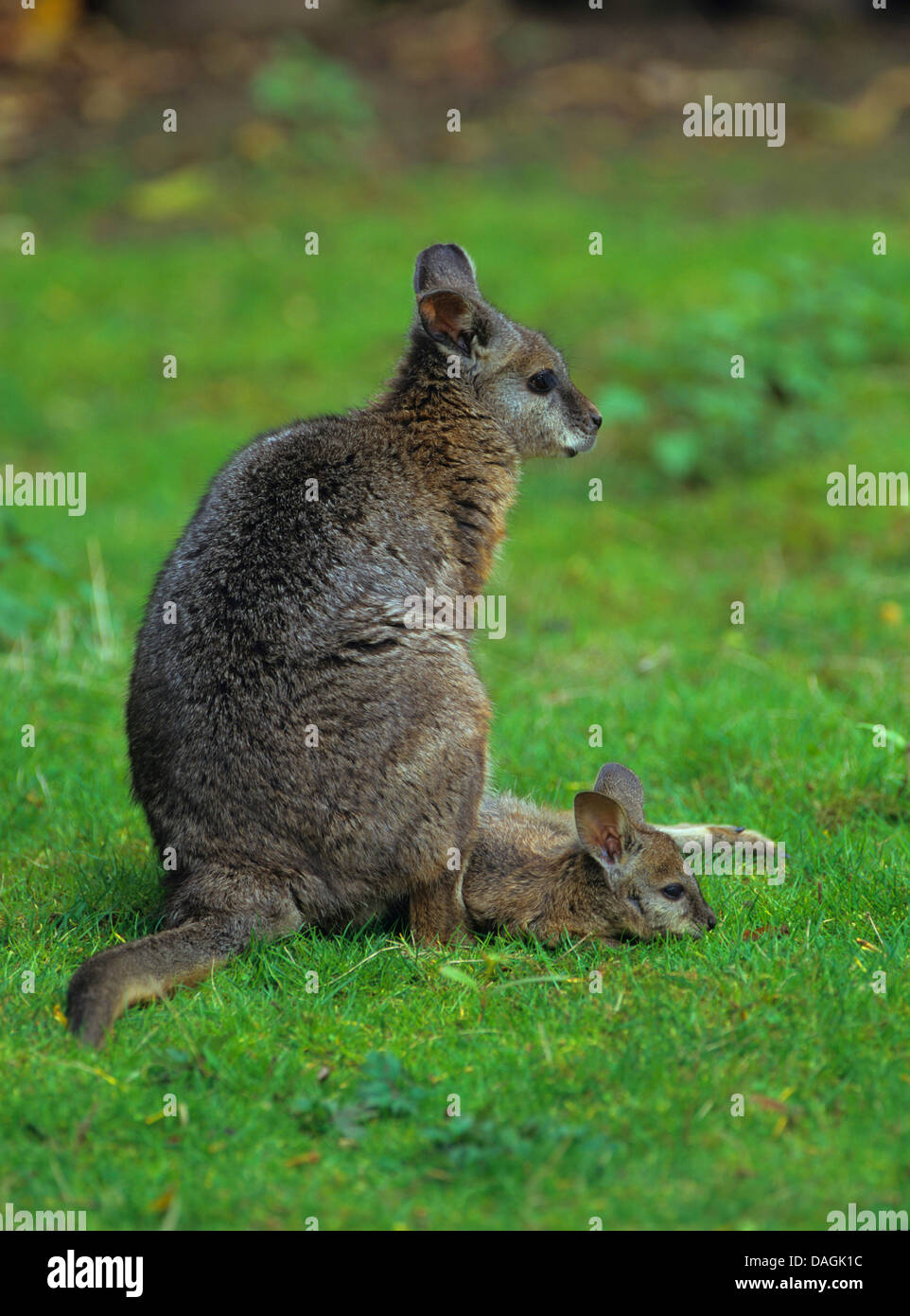 tammar wallaby, dama wallaby (Macropus eugenii), with pup on a meadow, Australia Stock Photo