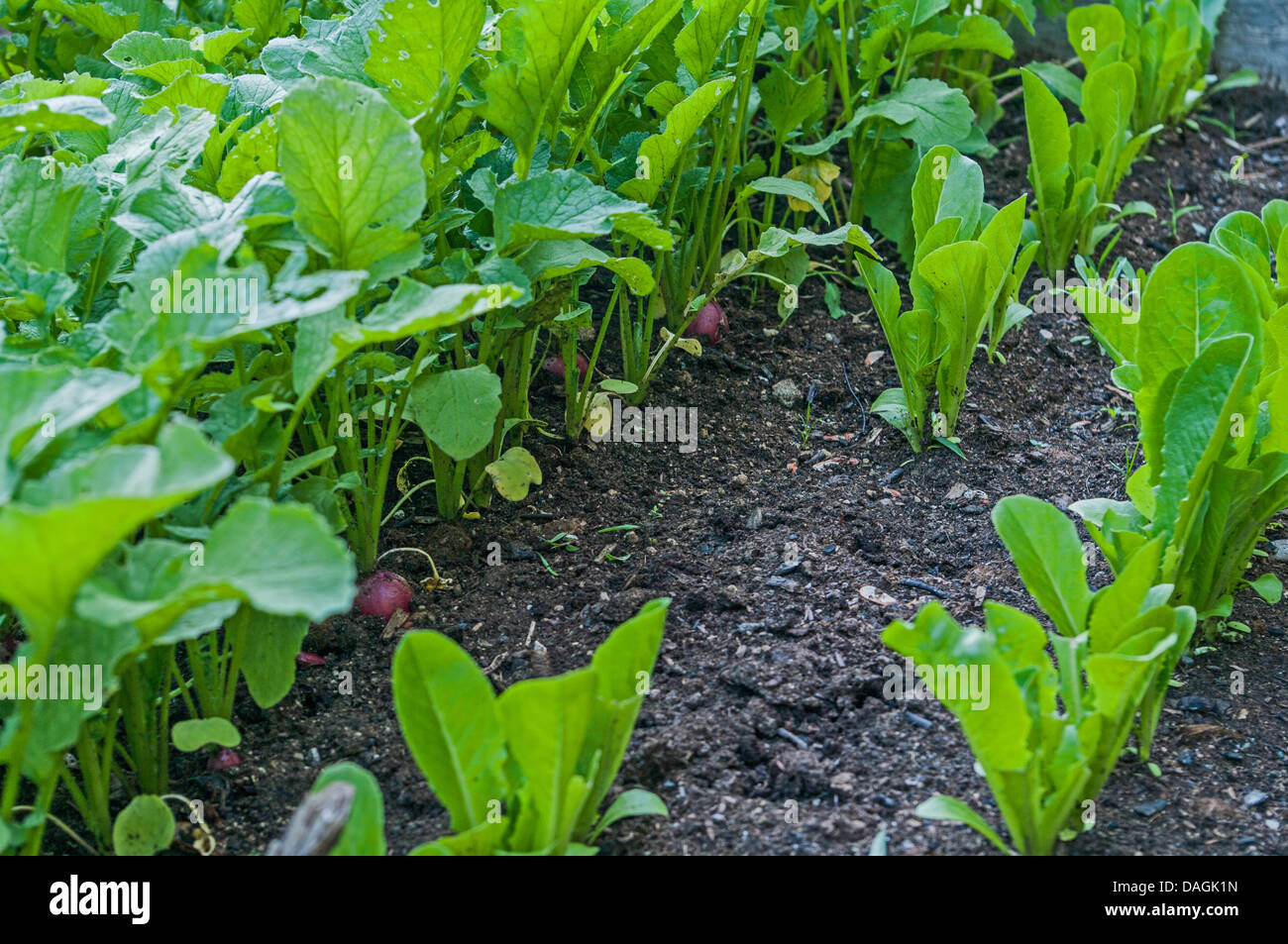 Rows of growing radish in a raised bed Stock Photo Alamy