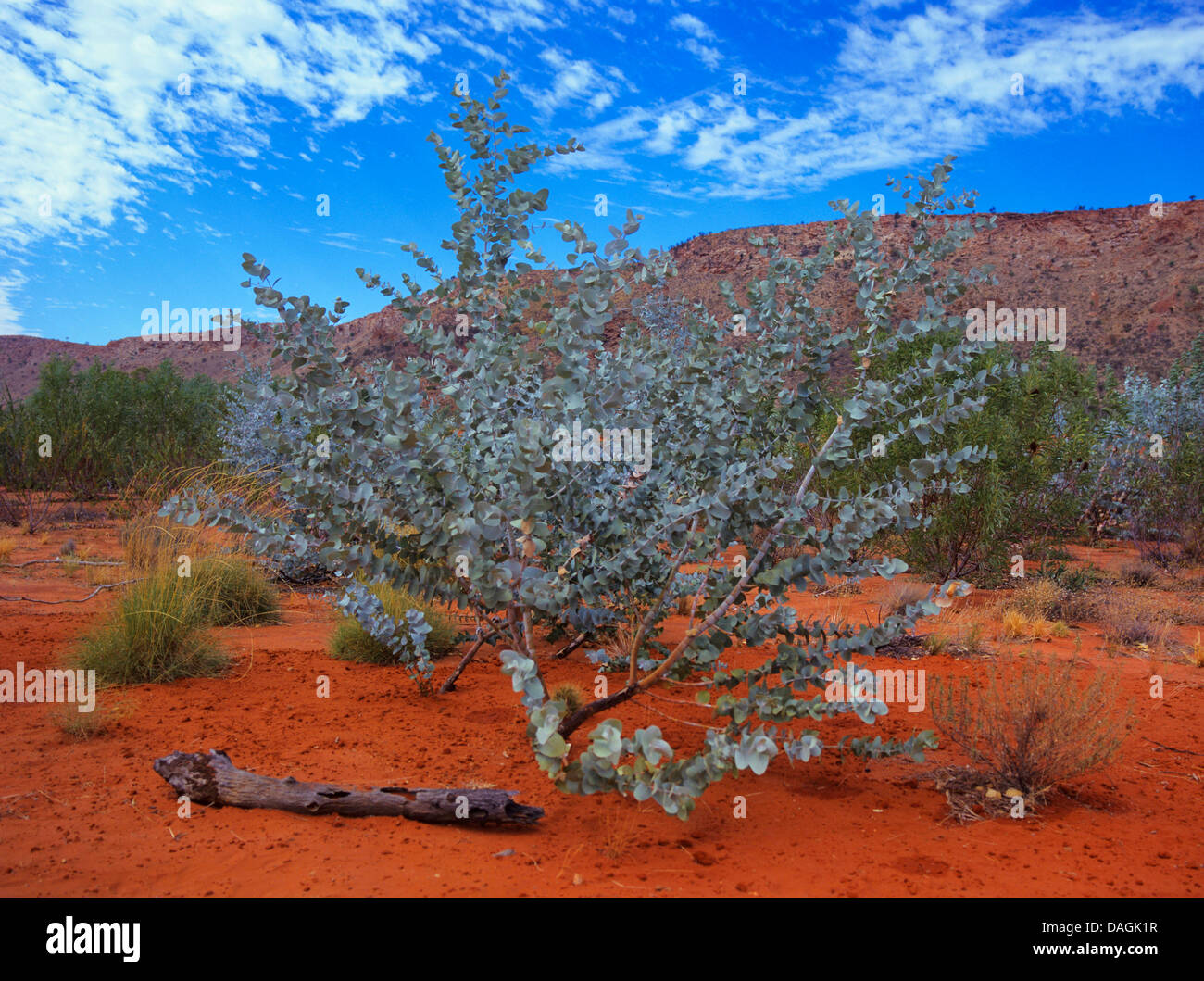 Blue Mallee, Warilu, Blue-leaved Mallee (Eucalyptus gamophylla), in the outback, Australia Stock Photo
