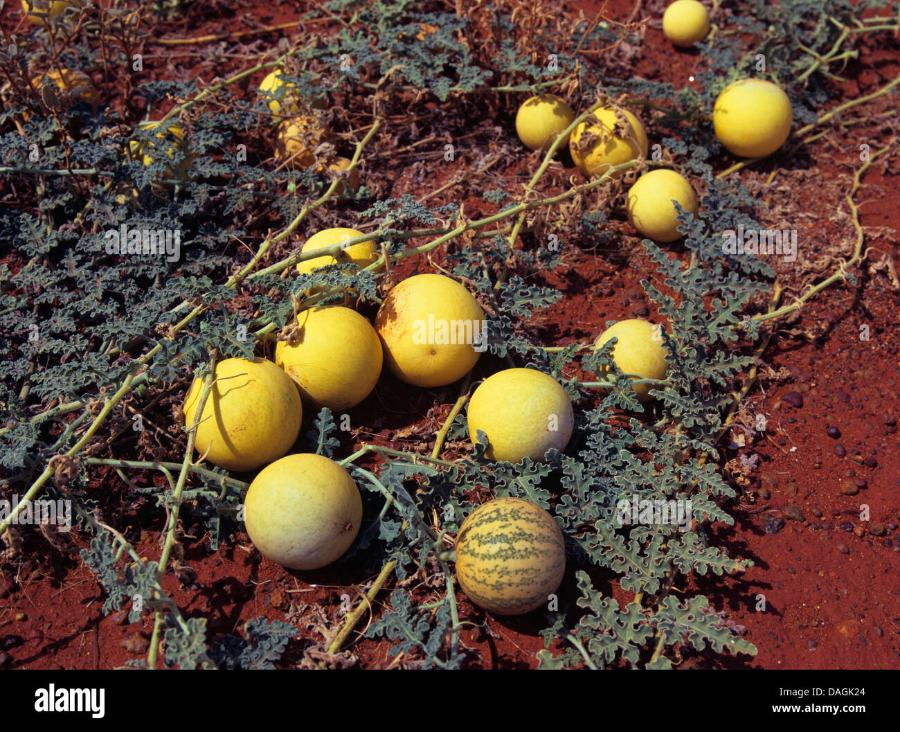 bitter apple, colocynth (Citrullus colocynthis), with fruits, Australia Stock Photo