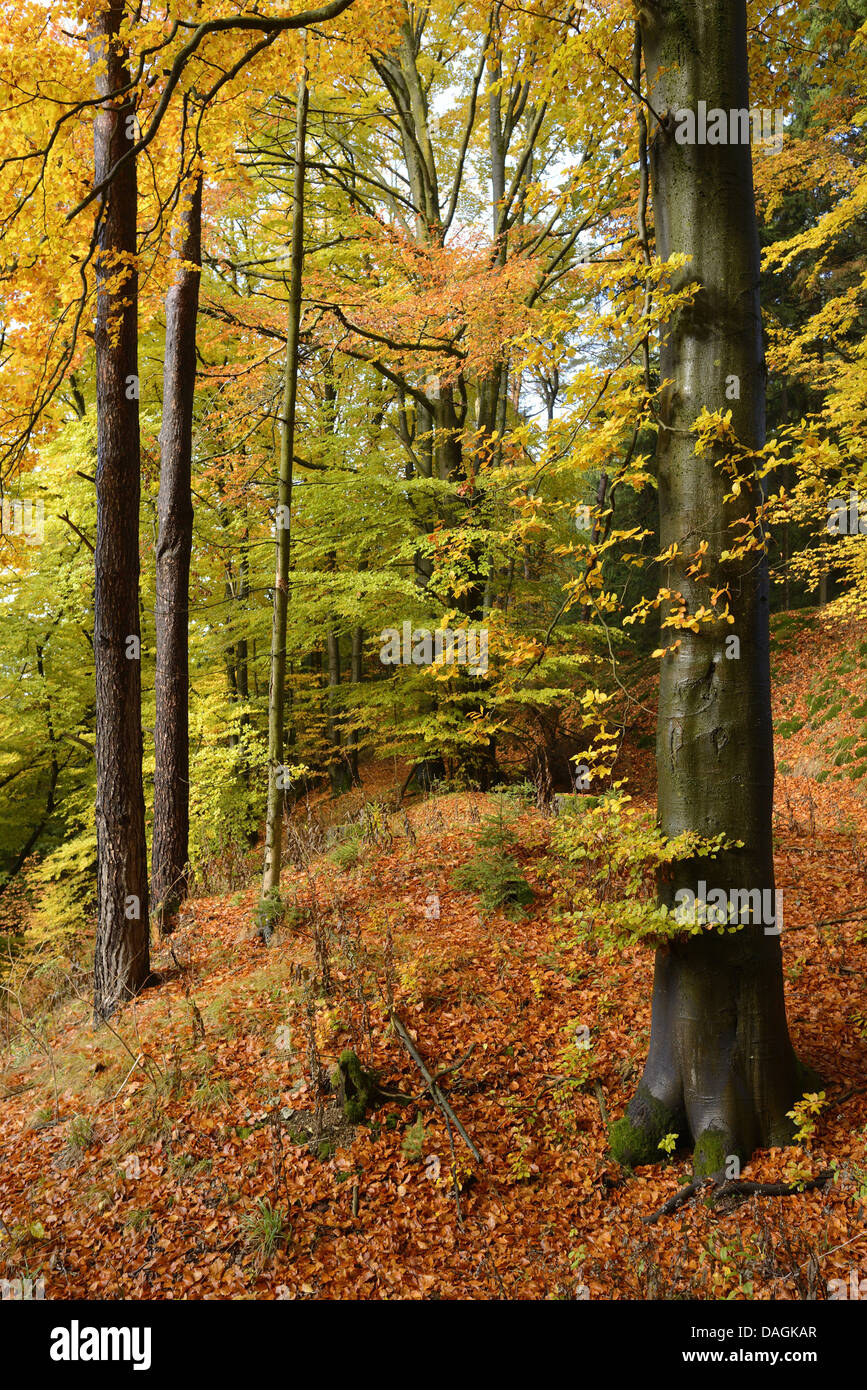 Trees In Germany common beech (Fagus sylvatica), beech forest in autumn, Germany ...
