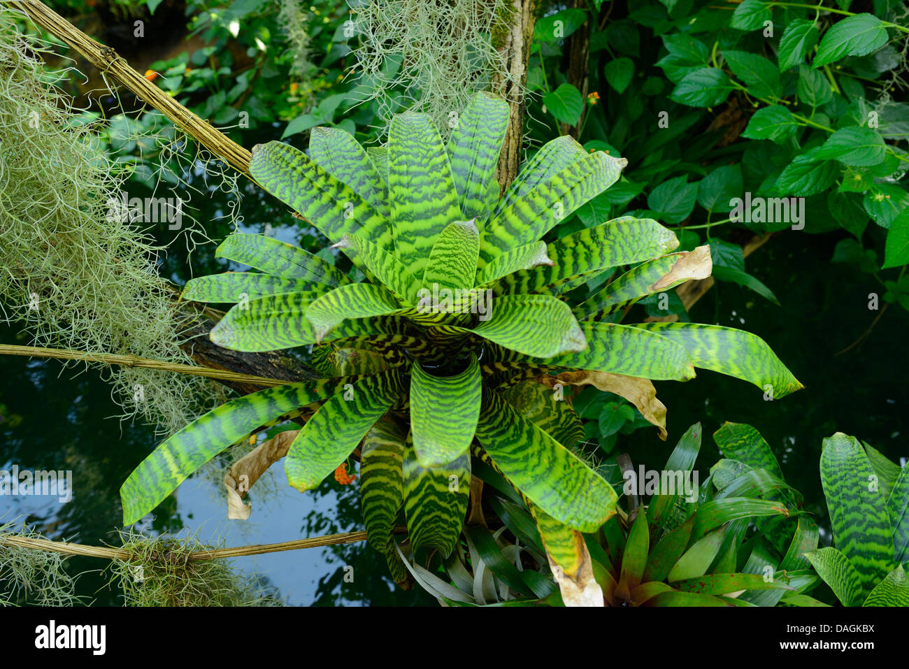 Vriesea (Vriesea splendens), leaf rosette Stock Photo