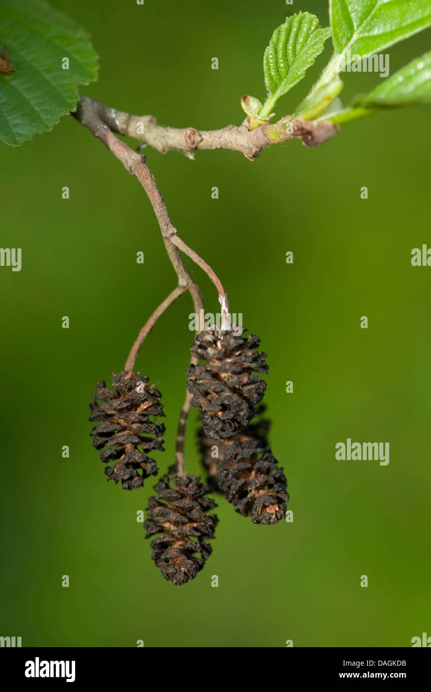 common alder, black alder, European alder (Alnus glutinosa), fruits on a branch, Germany Stock Photo