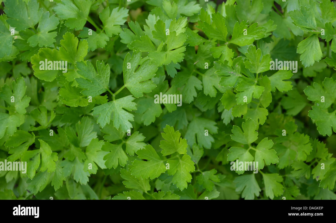 Young Parsley Leaves Close Look Stock Photo Alamy Young Parsley Leaves Close Look DAGKEP