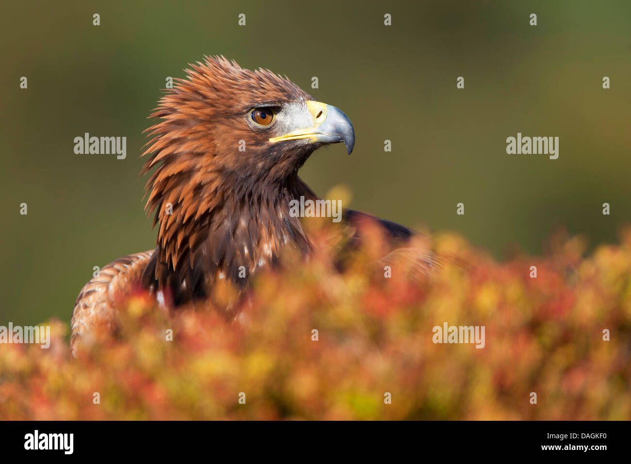 golden eagle (Aquila chrysaetos), sitting on the ground, United Kingdom, Scotland Stock Photo