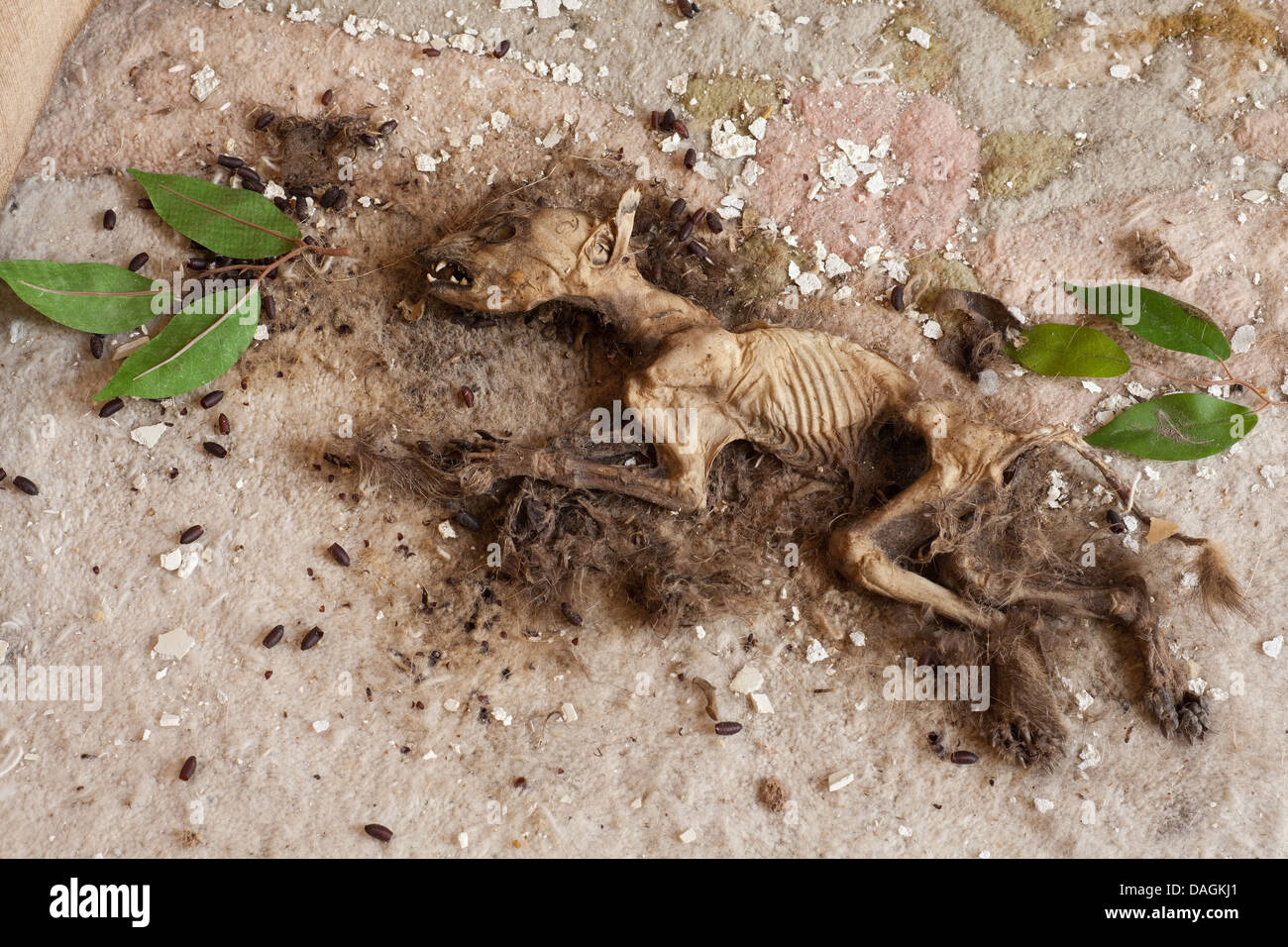 Dead cat laying on a carpet with leaves around the body. Ontario, Canada. Stock Photo