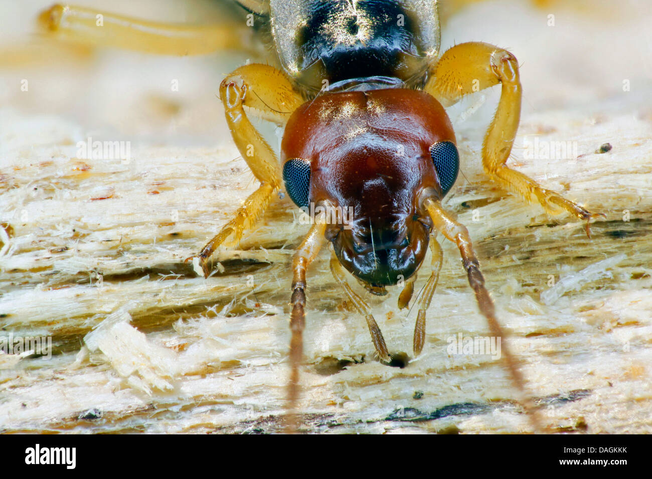 Common earwig european earwig forficula hi-res stock photography and ...