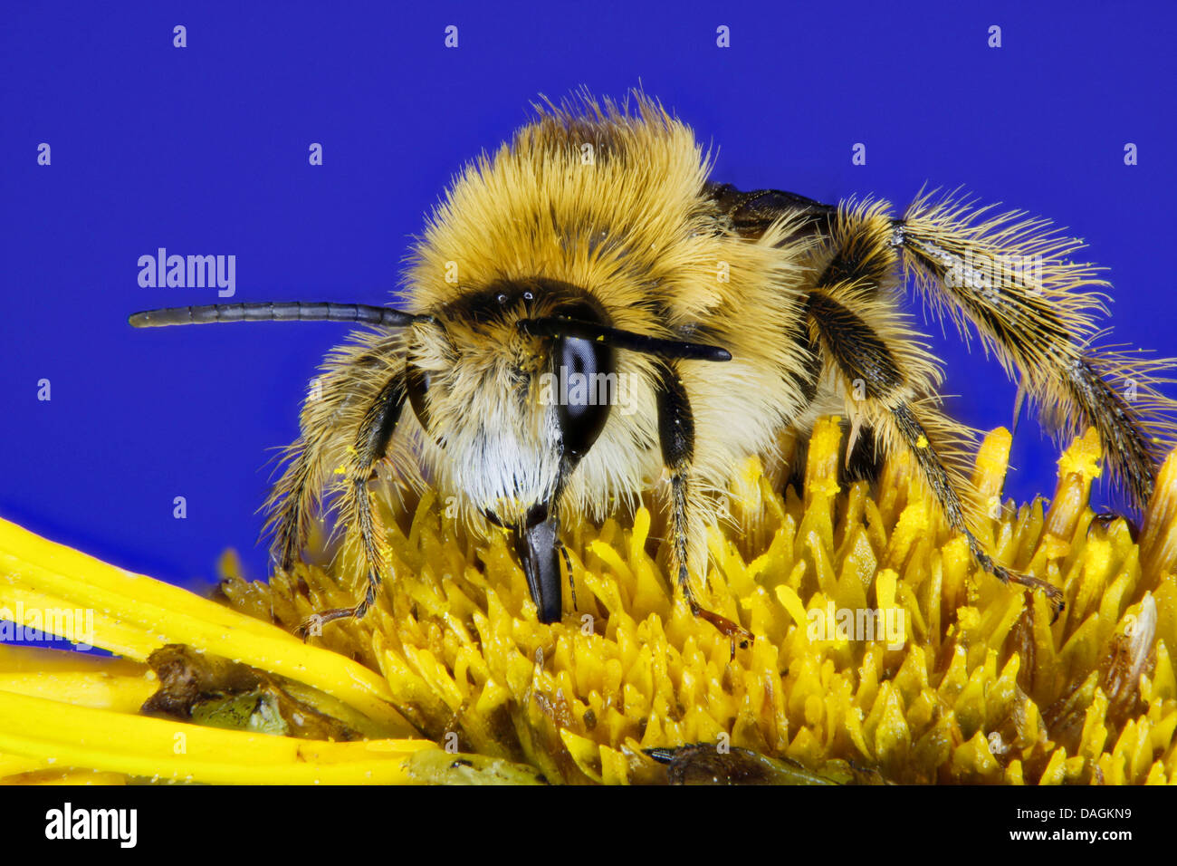 Hairy-legged bees (Dasypoda altercator), visiting a flower, Germany Stock Photo