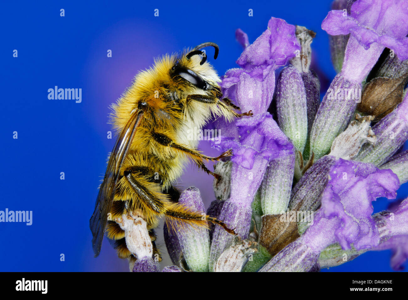 Hairy-legged bees (Dasypoda altercator), on lavender, Germany Stock Photo