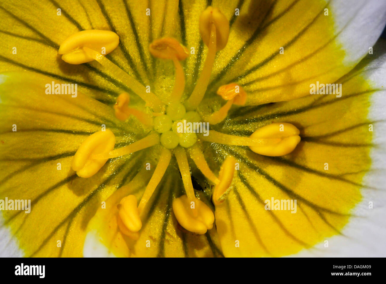 meadow foam (Limnanthes douglasii), centre of a Limnanthes flower, Germany, Garten, Rostock Stock Photo