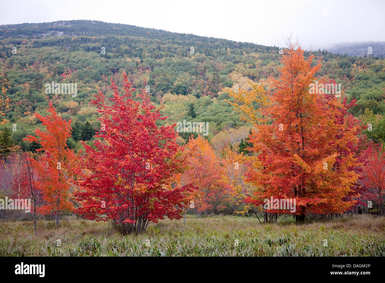 landscape with autumn leaved Trees at the Indian summer, USA, Maine, Acadia National Park, Bar Harbor Stock Photo