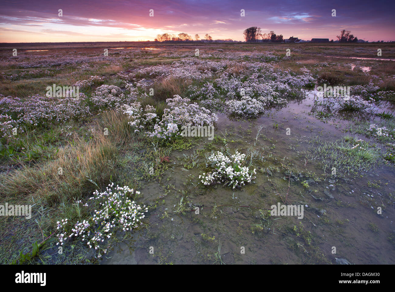 Sea aster (Aster tripolium), blooming in a salt marsh in the morning, Belgium, Dudzeelse polder, Zeebrugge Stock Photo