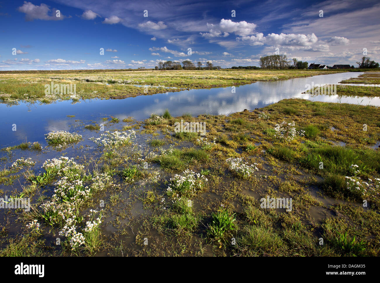 Sea aster (Aster tripolium), blooming in a salt marsh, Belgium, Dudzeelse polder, Zeebrugge Stock Photo