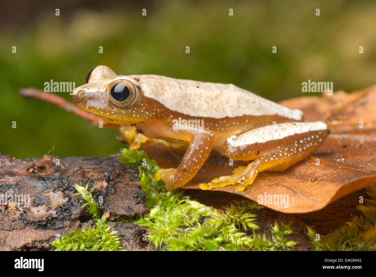 Fornasini's Spiny Reed Frog (Afrixalus fornasini), on a leaf Stock Photo