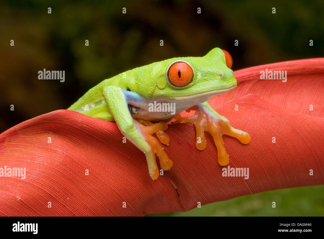 red-eyed treefrog, redeyed treefrog, redeye treefrog, red eye treefrog, red eyed frog (Agalychnis callidryas), on a rolled up leaf Stock Photo