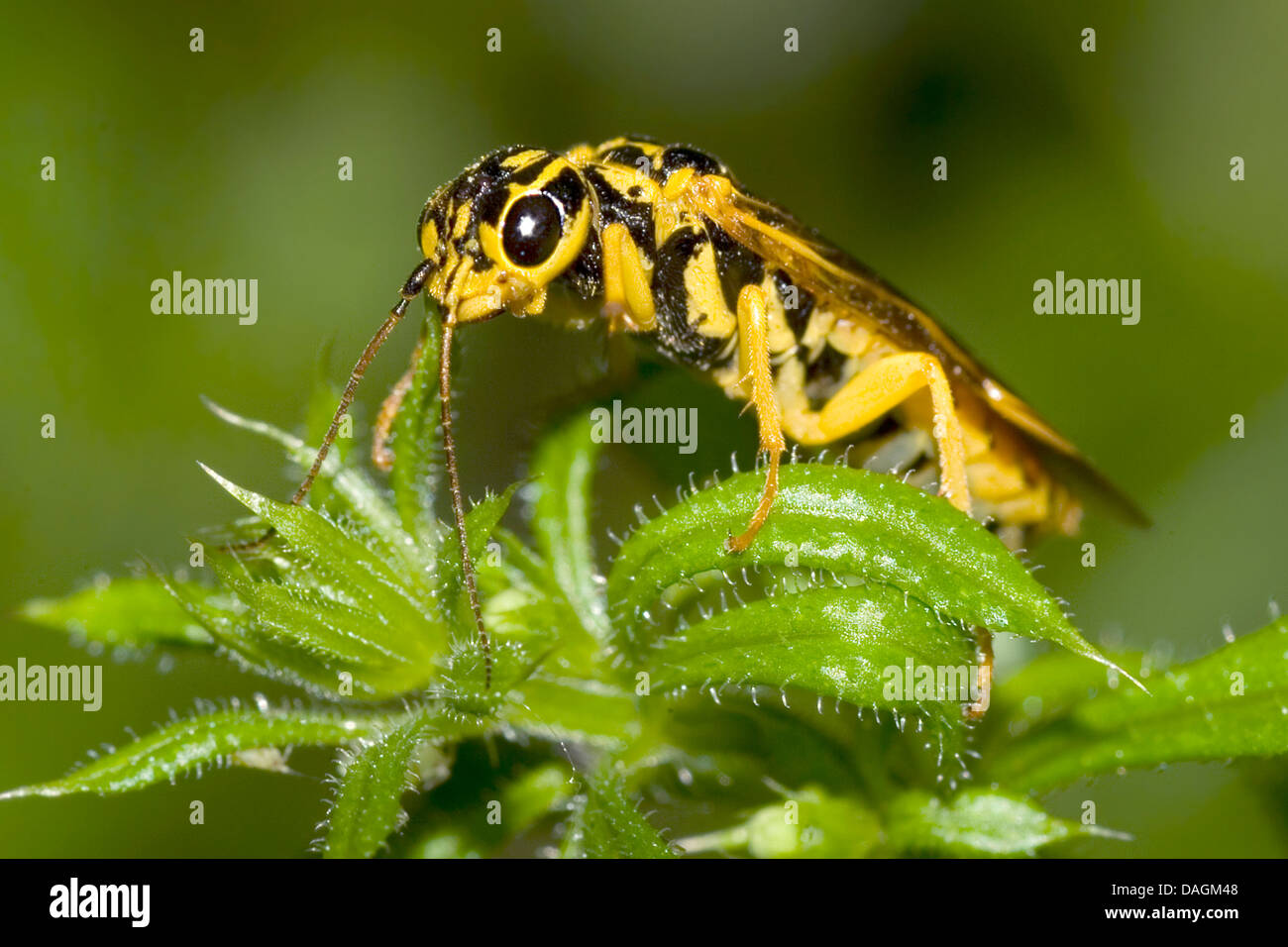 Blattwespe, Sawfly (Aglaostigma fulvipes), on a young plant, Germany Stock Photo