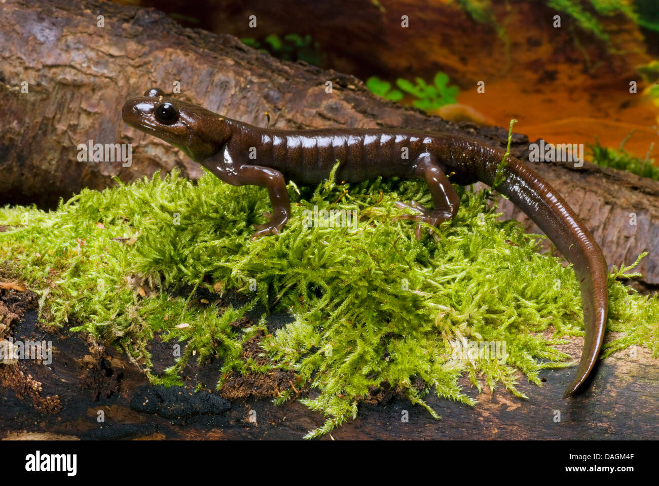 Northwestern salamander (Ambystoma gracile), on moss Stock Photo Alamy