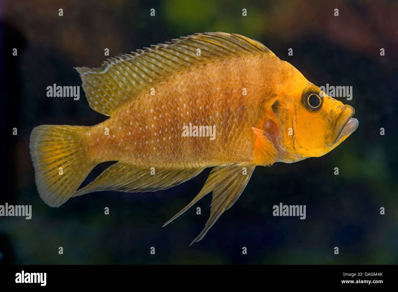 Goldhead, Goldface  (Altolamprologus compressiceps Gold), swimming Stock Photo