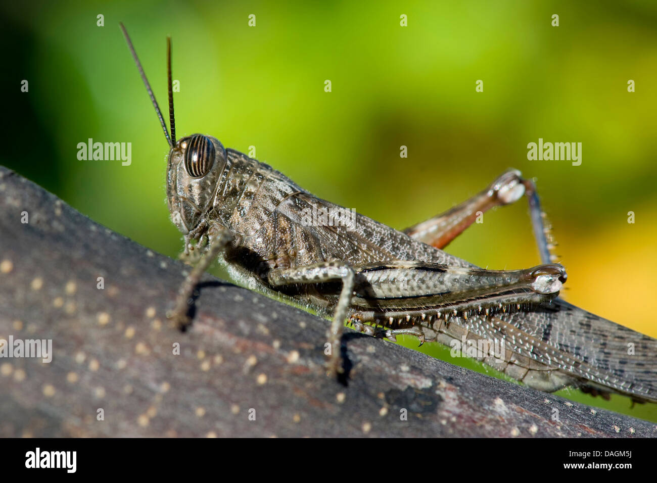 Egyptian grasshopper (Anacridium aegyptium, Anacridium aegypticum), on a branch Stock Photo