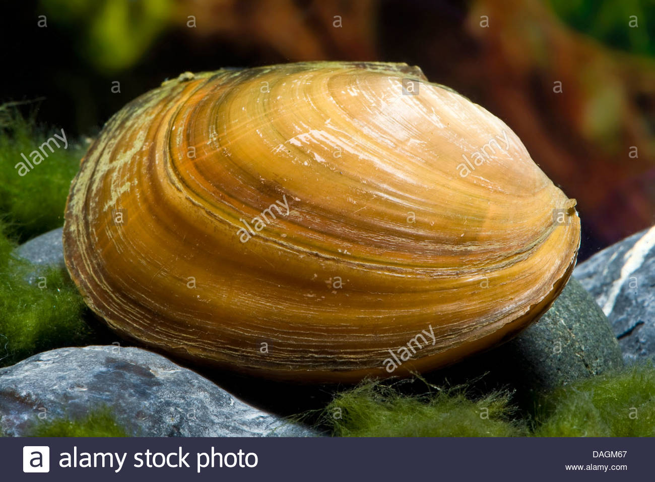 swan mussel (Anodonta cygnea), in aquarium, Germany Stock Photo