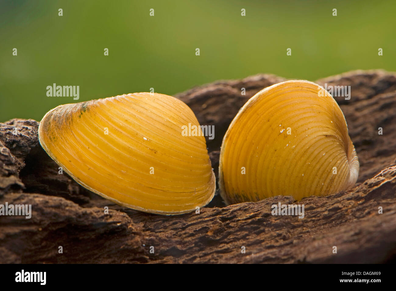 pond mussel, floater (Anodonta spec.), two pond mussels next to each other Stock Photo