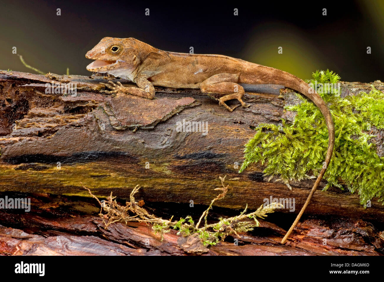 Crested anole, Puerto Rican Crested Anole (Anolis cristatellus), with mouth open Stock Photo