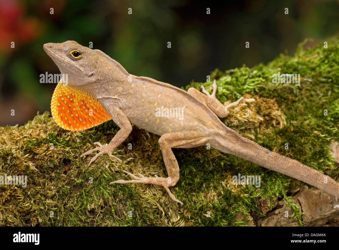 brown anole, Cuban anole (Anolis sagrei), with extended dewlap Stock Photo