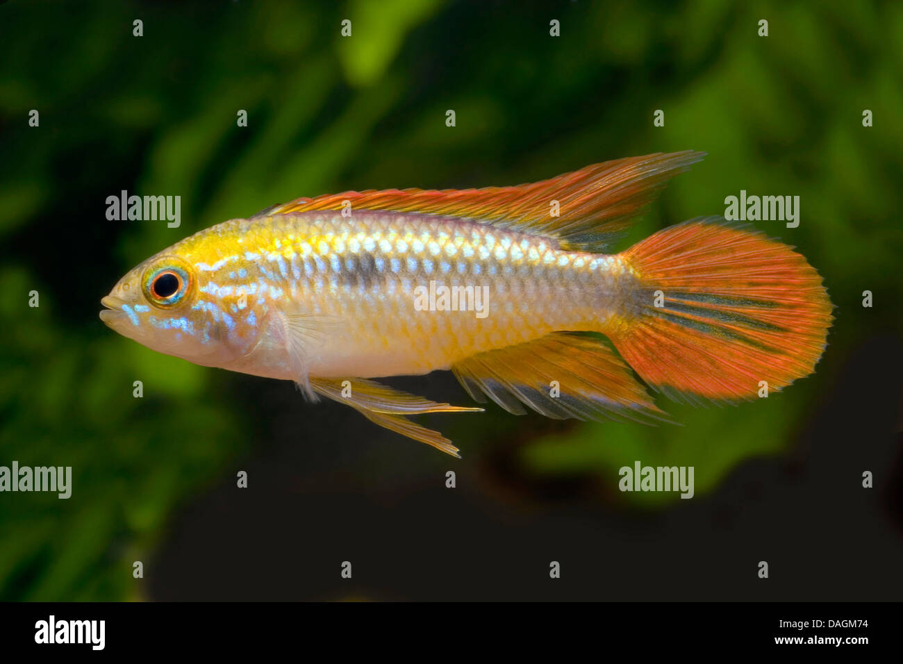 Agassiz dwarf cichlid (Apistogramma agassizii), female Stock Photo