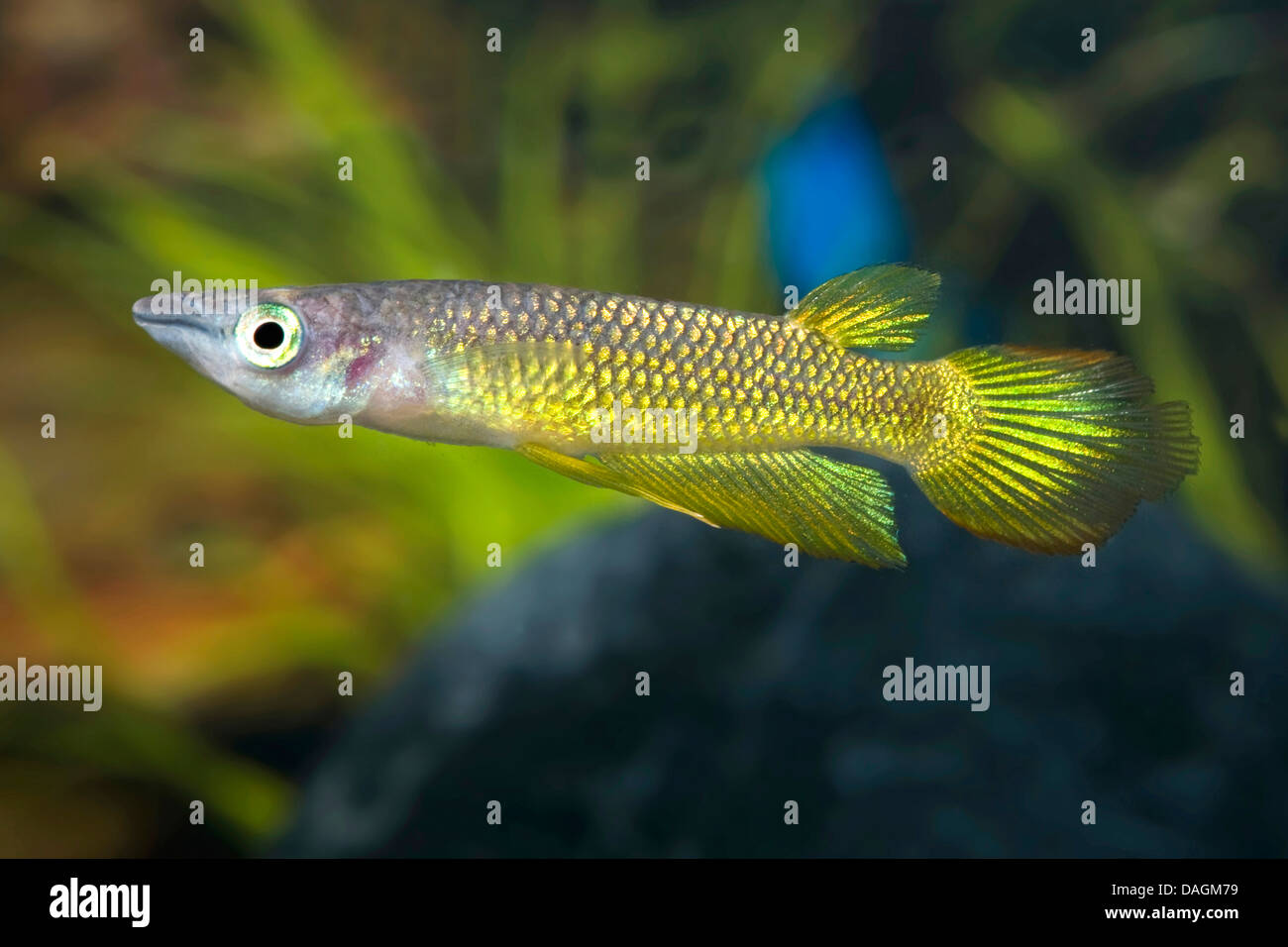 Golden Striped Panchax (Aplocheilus lineatus Gold), swimming Stock Photo