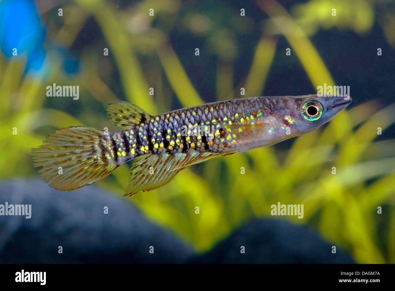 Lined Panchax, Striped Panchax (Aplocheilus lineatus), swimming Stock Photo