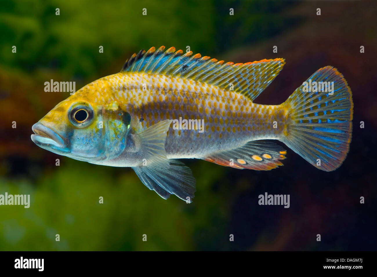 Malawi cichlid (Astatotilapia calliptera, Haplochromis callipterus