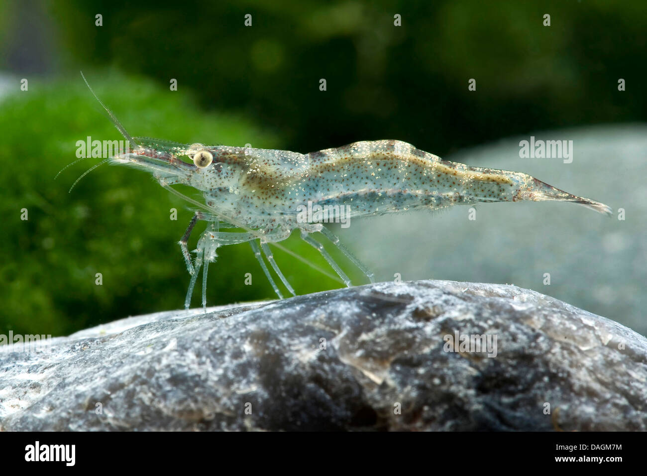freshwater shrimp (Atyaephyra desmaresti), on a stone under water Stock