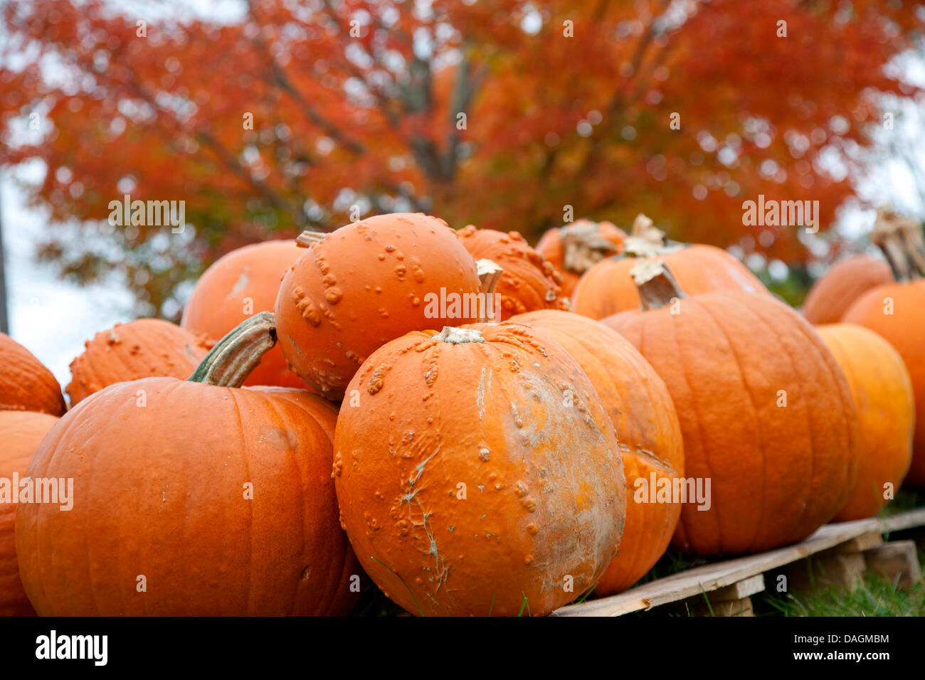 marrow, field pumpkin (Cucurbita pepo), pumpkins in front of a tree with autumn leaves, USA, Massachusetts, Cape Cod, Hyannis Stock Photo