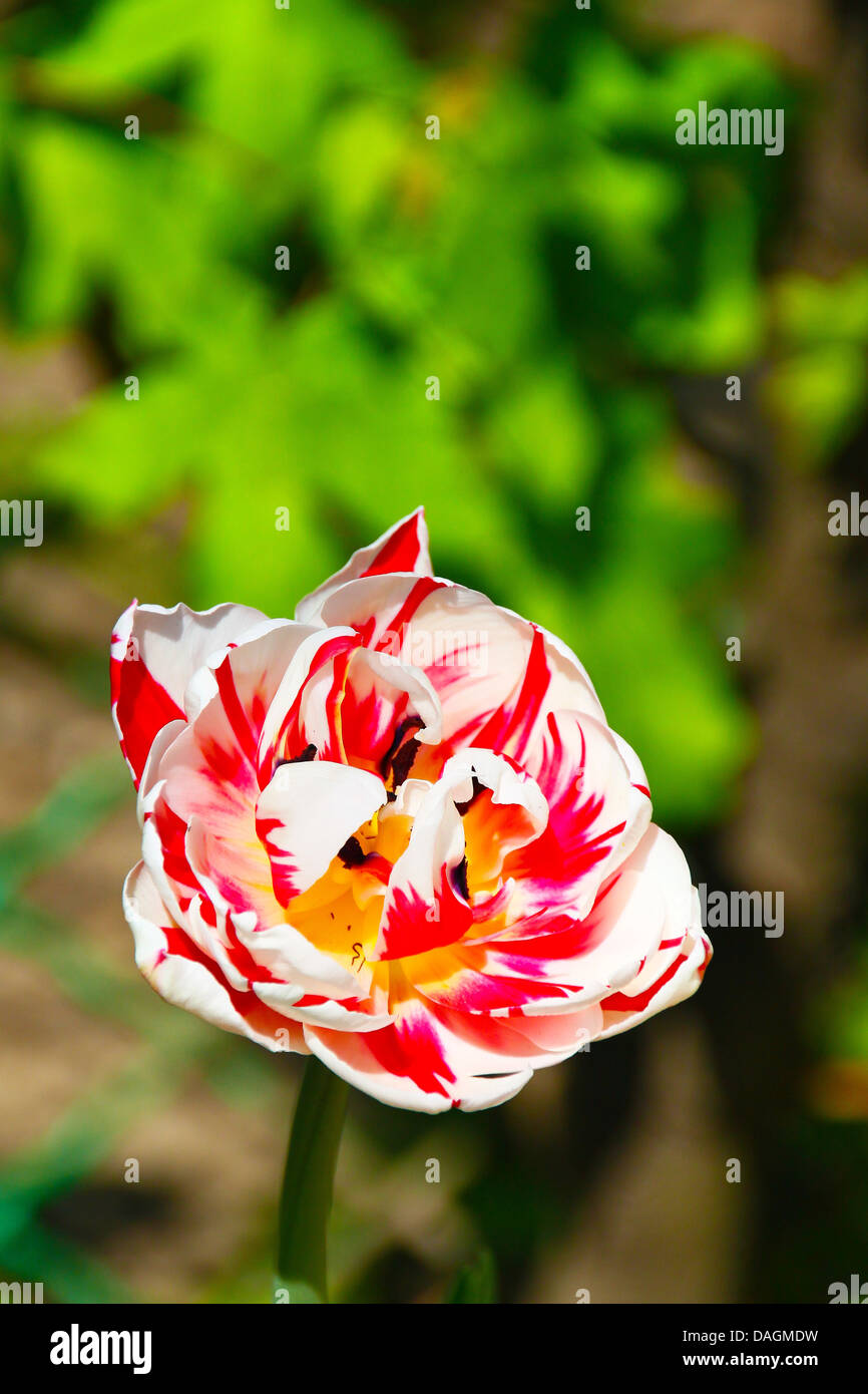 A colorful dutch tulip in a garden in Sofia, Bulgaria Stock Photo