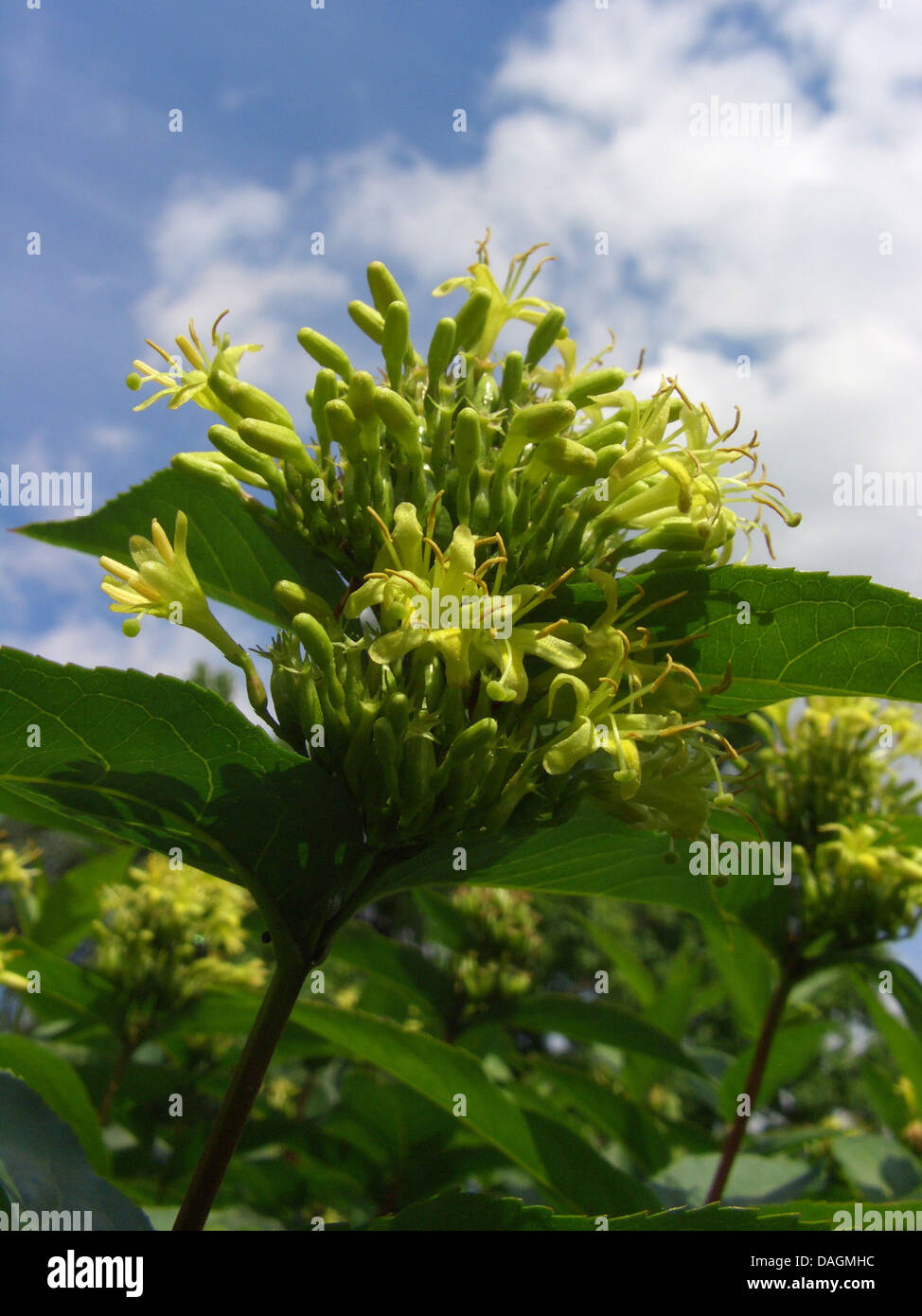Dwarf bush-honeysuckle (Diervilla sessilifolia), blooming Stock Photo