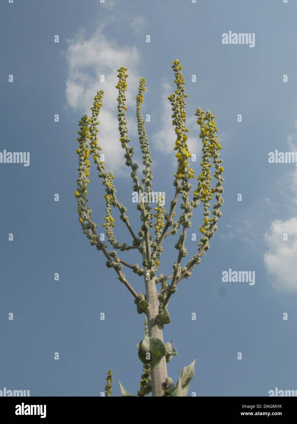silver mullein (Verbascum bombyciferum), inflorescence Stock Photo
