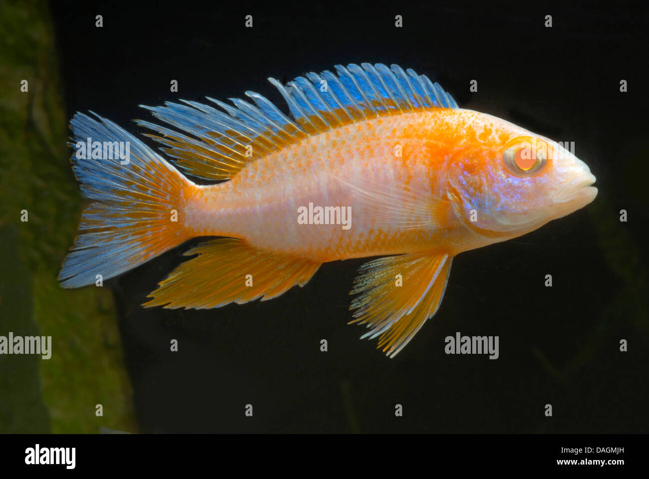 Malawi Cichlid (Aulonocara Eureka-Albino), Eureka-Albino Stock Photo