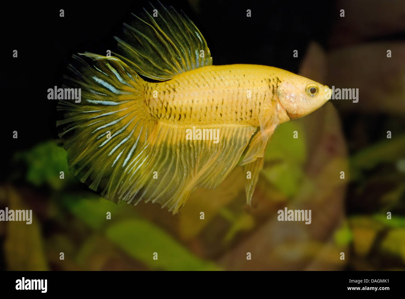 Siamese Fighting Fish Siamese Fighter Betta Splendens Butterfly