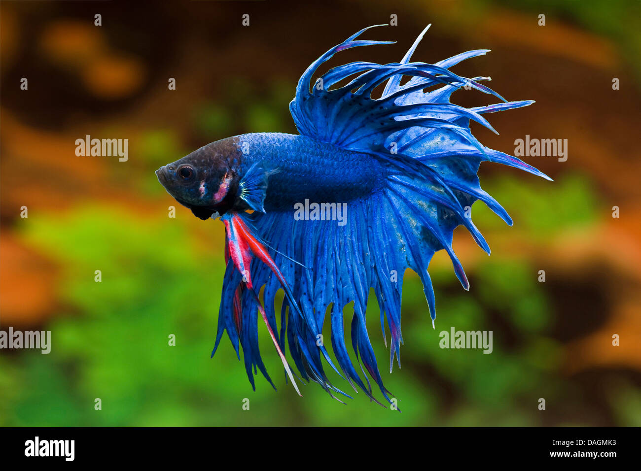 Siamese fighting fish, Siamese fighter (Betta splendens Crown Tail), Crown Tail Blue Stock Photo