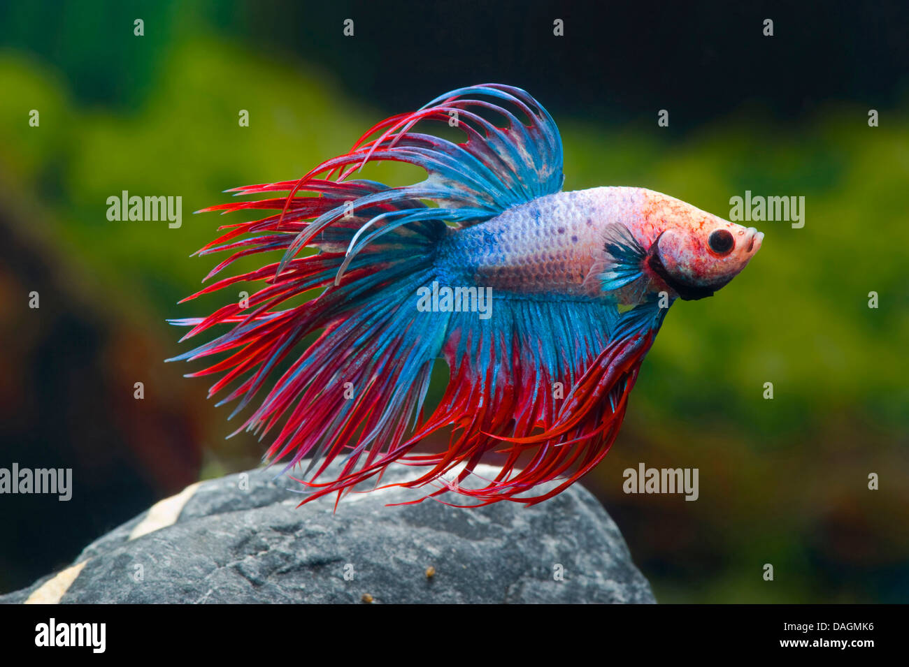 Betta fish aquarium hi-res stock photography and images - Alamy