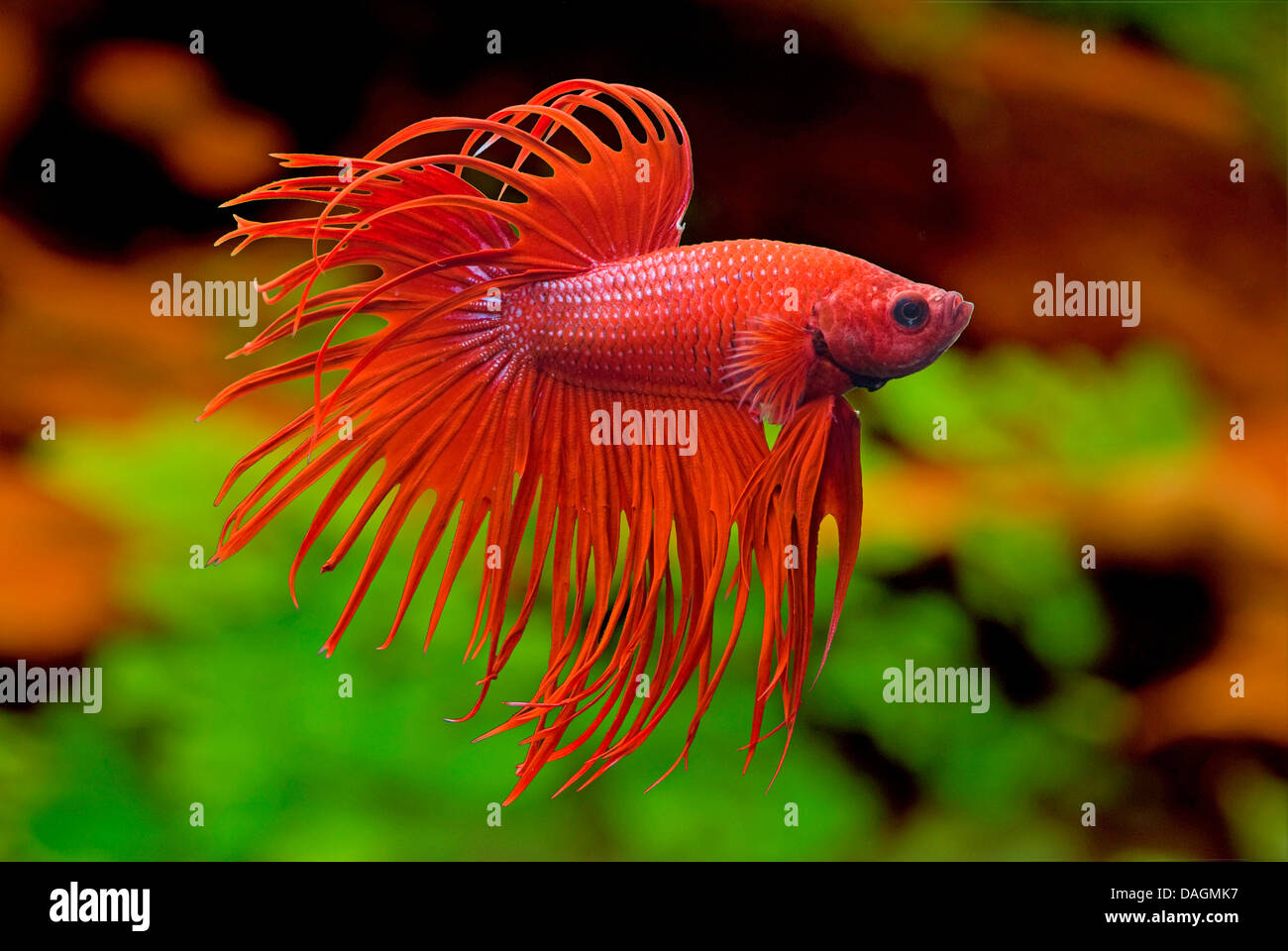 Siamese fighting fish, Siamese fighter (Betta splendens Crown Tail Rot), Crown Tail Red Stock Photo