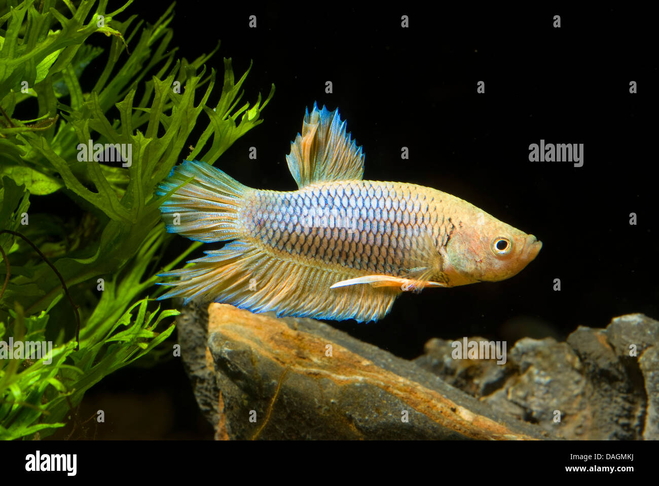 Siamese fighting fish, Siamese fighter (Betta splendens Rot), male, Shorttail yellow Stock Photo