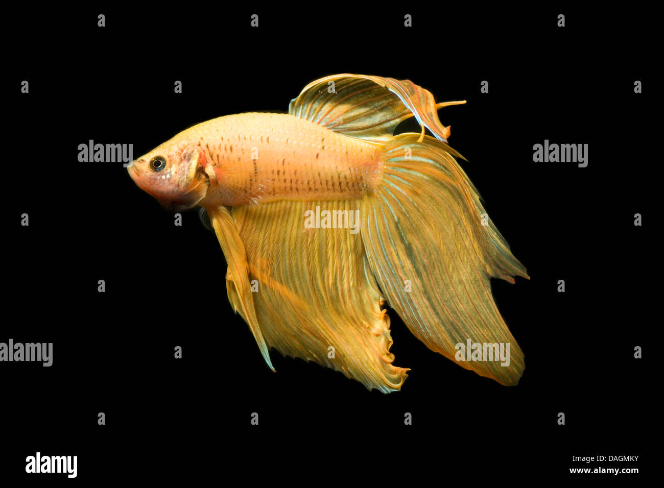 Siamese fighting fish, Siamese fighter (Betta splendens Rot), yellow morph Stock Photo Alamy