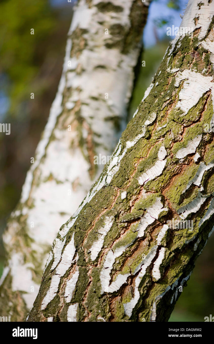 common birch, silver birch, European white birch, white birch (Betula pendula, Betula alba), bark, Germany Stock Photo
